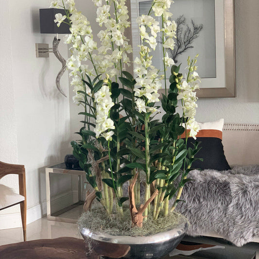 Avenue planter with Dendrobium orchids