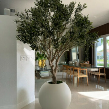 Olive tree in a matte beige pot