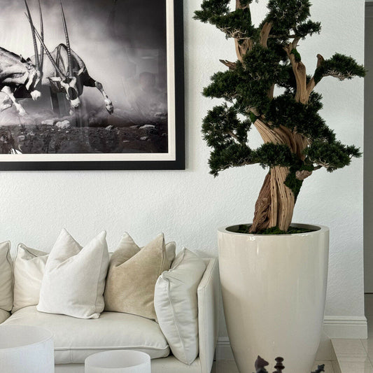 Large bonsai in a Brannan pot