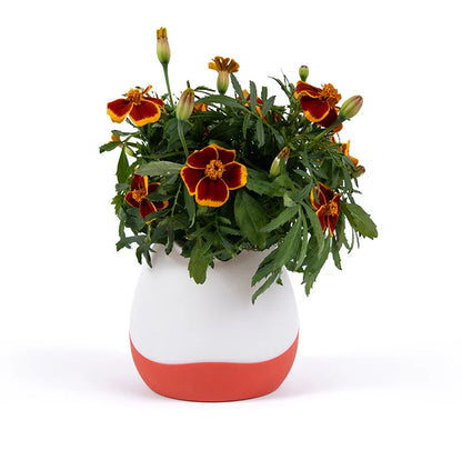 Floravie vase