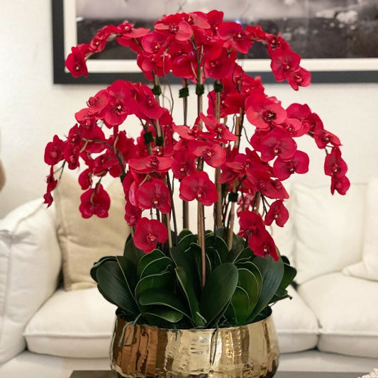 Red Phalaenopsis orchids in a medium-sized golden pot