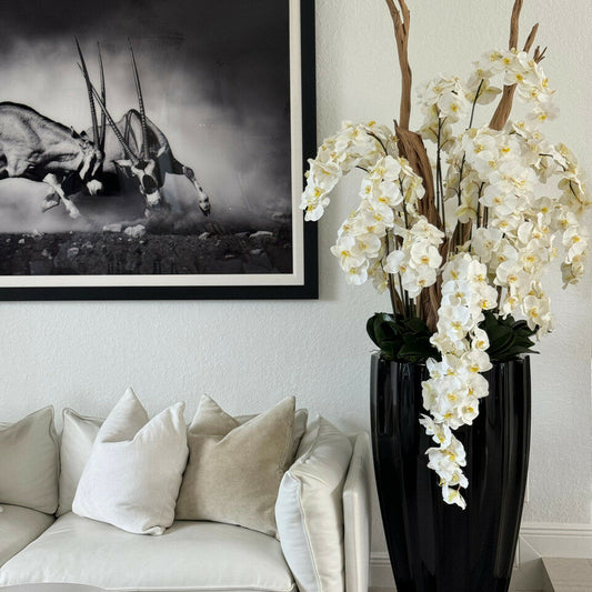 Glossy black San José vase with white orchid cascade